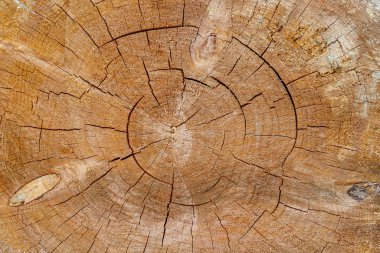 Ağaç, eski ahşap dokusu arka planı, çapraz kesim yıllık halka