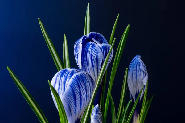 Large crocus Crocus sativus & C. vernus flowers with blue veins on a dark blue background. Trending colors for Mother's Day cards, Valentine's Day 2020. — Stock Photo, Image