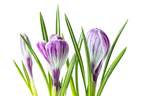 Large crocus Crocus sativus C. vernus flowers with purple streaks for postcards, greetings for Mother's Day, Valentine's Day. Isolated on white background — Stock Photo, Image