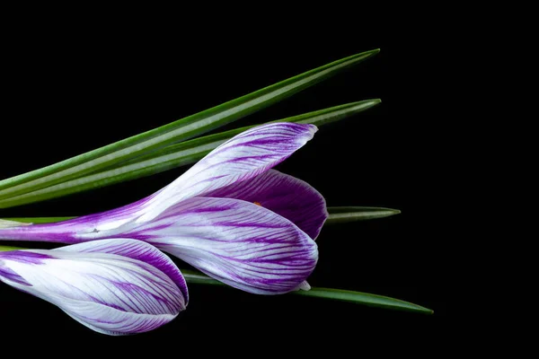 Virágok crocus Crocus sativus C. vernus lila csíkokkal képeslapoknak, üdvözlet anyák napjára, Valentin-nap. Elszigetelt — Stock Fotó