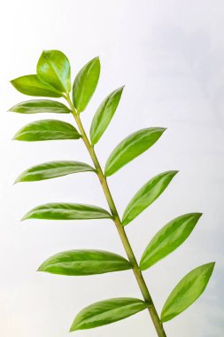 Beyaz arka planda taze yeşil yapraklı Zamioculcas zamiifolia. kopyalama alanı. dikey