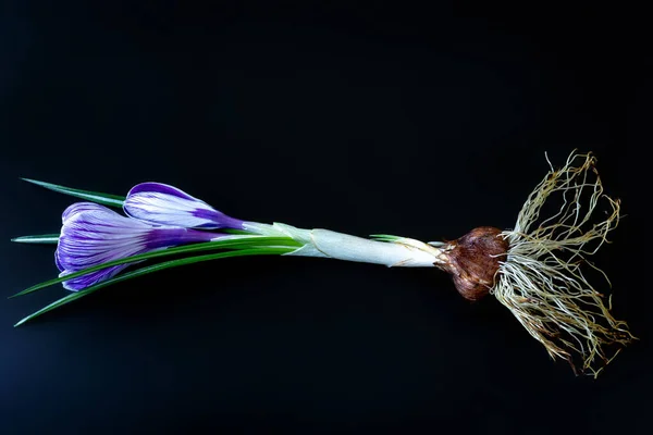 The whole Crocus sativus plant with a flower, leaves, bulb and root system on a black background. A new stem sprouts from the bulb — Stock Image The whole Crocus sativus plant with a flower, leaves, bulb and root system on a black background. A new stem sprouts from the bulb Royalty Free Stock Images