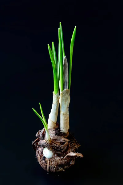 Crocus sativuscorm with stem and new sprouts and small new corms on a dark background. Photo for images of gardening, planting, transplanting garden flowers, root system diseases. — Stock Image Crocus sativuscorm with stem and new sprouts and small new corms on a dark background. Photo for images of gardening, planting, transplanting garden flowers, root system diseases. Royalty Free Stock Images