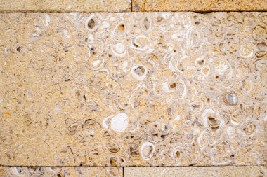 The decorated wall is made of carved pressed shell rock. Large inclusions of shells on a light yellow background for design on a building architectural theme clipart