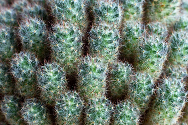 Texture Many Small Green Cacti Close Copy Space — Stock Photo, Image