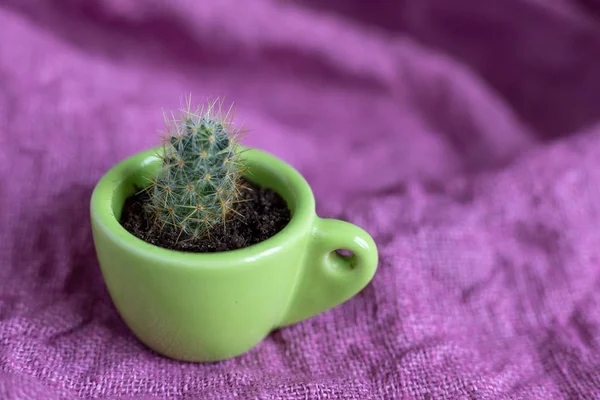 One Process Perennial Cactus Mammillaria Prolifera Small Decorative Green Mug — Stock Photo, Image