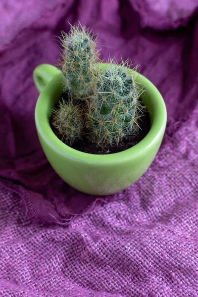 Several Processes Perennial Cactus Mammillaria Prolifera Small Decorative Green Mug — Stock Photo, Image