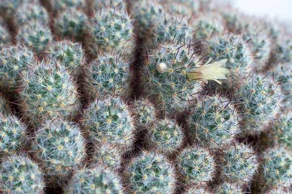 Texture Many Small Green Cacti Close Copy Space — Stock Photo, Image