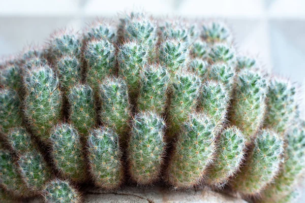 Текстура Багатьох Невеликих Зелених Кактусів Mammillaria Prolifera Зачиніть Копіюйте Простір — стокове фото