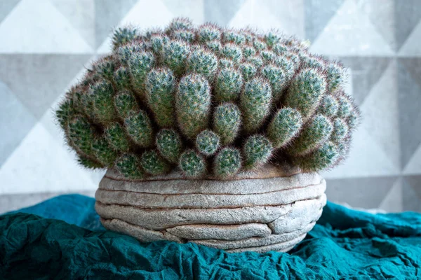 Perennial Overgrown Cactus Mammillaria Prolifera Homemade Clay Pot Green Textile — Stock Photo, Image