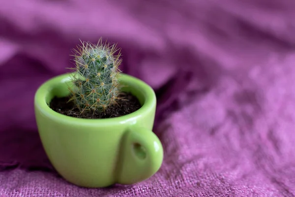 One Process Perennial Cactus Mammillaria Prolifera Small Decorative Green Mug — Stock Photo, Image