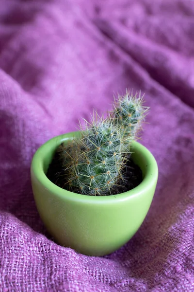 Several Processes Perennial Cactus Mammillaria Prolifera Small Decorative Green Mug — Stock Photo, Image