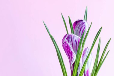 Geniş Crocus sativus C. vernus çiçekleri, pembe arka planda pembe çizgiler, doğum günü için selamlar, Anneler Günü, Sevgililer Günü. Uzayı kopyala Yakın plan.