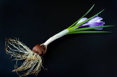 Tüm Crocus sativus bitkisi bir çiçek, yapraklar, ampul ve kök sistemi ile siyah arka planda. Önplandaki kök sistemi.