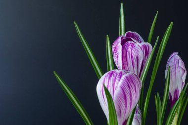 Büyük Crocus sativus C. vernus çiçekleri. Siyah arka planda mor çizgiler var. Kartpostallar için, doğum günü için, anneler günü için, sevgililer günü için. Yakın plan.