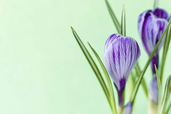 Azafrán Grande Crocus Sativus Vernus Flores Con Rayas Púrpuras Sobre — Foto de Stock