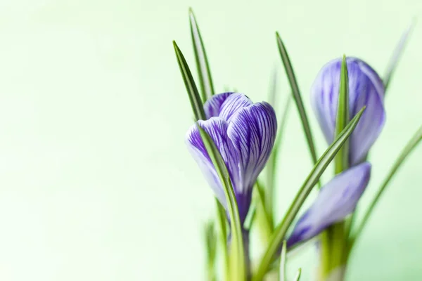 Azafrán Grande Crocus Sativus Vernus Flores Con Rayas Púrpuras Sobre — Foto de Stock