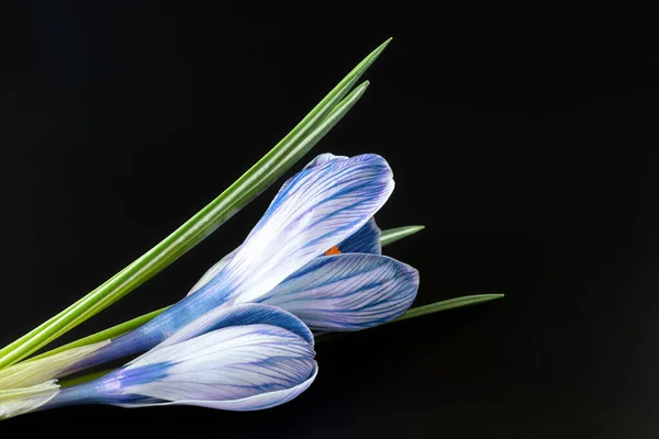 Sympathy Card Crocus Flowers Black Background Close Selective Focus — Stock Photo, Image
