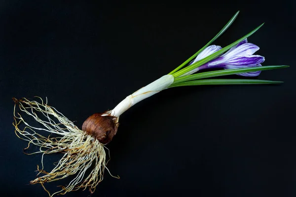 The whole Crocus sativus plant with a flower, leaves, bulb and root system on a black background. The root system in the foreground. — Stock Image The whole Crocus sativus plant with a flower, leaves, bulb and root system on a black background. The root system in the foreground. Stock Image