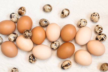 Tavuk ve bıldırcın yumurtası ve buruşuk bir tuvalde söğüt dalları. Paskalya temalı tasarım. Boşluğu kopyala