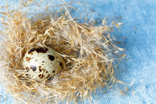 Huevos Codorniz Nido Hierba Seca Para Diseño Sobre Tema Pascua —  Fotos de Stock