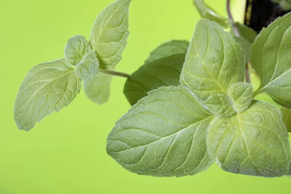 Mint Leaves Light Green Background Process Growing Spices Home Quarantine — Stock Photo, Image