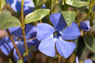 Vinca 'nın büyük çiçekleri. Vinca minör L. Ebedi Yeşillik bitkisi farmakolojide kullanılır, halk tıbbı, süs bitkisi olarak yetiştirilir. Yakın çekim, seçici odaklanma.