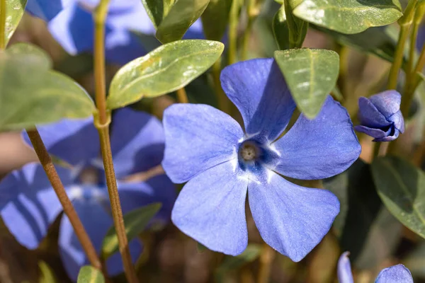 Vinca 'nın büyük çiçekleri. Vinca minör L. Ebedi Yeşillik bitkisi farmakolojide kullanılır, halk tıbbı, süs bitkisi olarak yetiştirilir. Yakın çekim, seçici odaklanma.