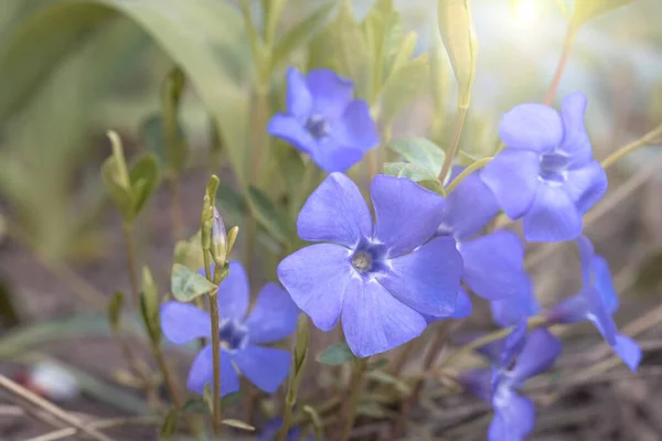 Μεγάλα λουλούδια της Βίνκα. Vinca minor L. evergreen πολυετές βότανο που χρησιμοποιείται στη φαρμακολογία, λαϊκή ιατρική, εκτρέφονται ως καλλωπιστικό φυτό. Επιλεκτική εστίαση. — Φωτογραφία Αρχείου