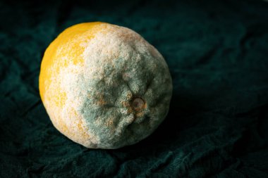 Sarı limonun üzerindeki mavi küf dokusu. Çürümüş limon ve yeşil kırsal arka planda küflenmiş. Turunçgil meyvelerinde mavi-yeşil küf.