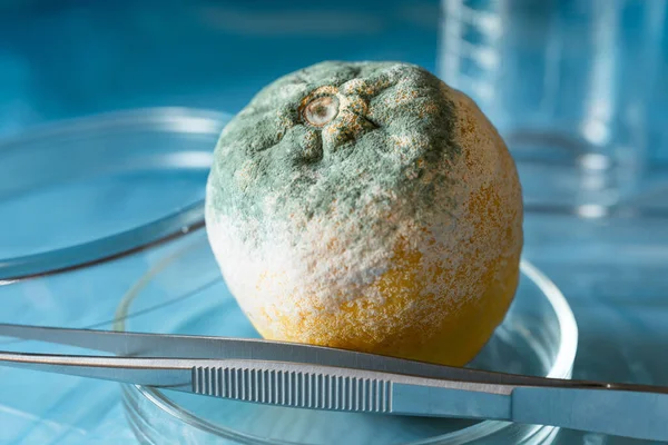Moldy Lemon Petri Dish Blue Background Organic Medical Research Concept — Stock Photo, Image