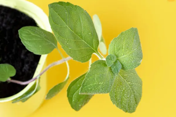 Mint Leaves Plant Yellow Pot Windowsill Process Growing Spices Home — Stock Photo, Image