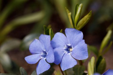 Vinca 'nın büyük çiçekleri. Vinca minör L. Ebedi Yeşillik bitkisi farmakolojide kullanılır, halk tıbbı, süs bitkisi olarak yetiştirilir. Yakın çekim, seçici odaklanma.