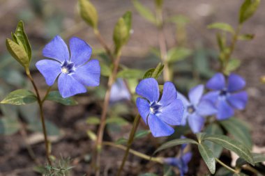 Vinca 'nın büyük çiçekleri. Vinca minör L. Ebedi Yeşillik bitkisi farmakolojide kullanılır, halk tıbbı, süs bitkisi olarak yetiştirilir. Yakın çekim, seçici odaklanma.
