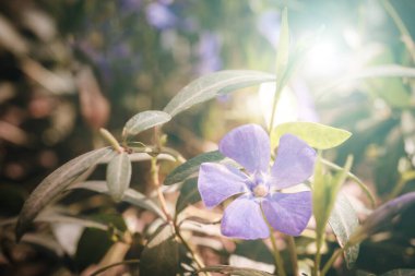 Vinca 'nın büyük çiçekleri. Vinca minör L. Ebedi Yeşillik bitkisi farmakolojide kullanılır, halk tıbbı, süs bitkisi olarak yetiştirilir. Yakın plan, seçici odaklanma. Renkli