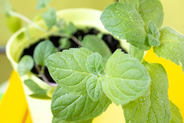 Close Mint Leaves Plant Light Green Pot Yellow Windowsill Process — Stock Photo, Image