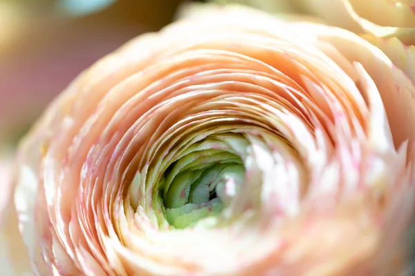 Delicate Pink Beige Ranunculus Paper Packaging Close Selective Focus Low — Stock Photo, Image