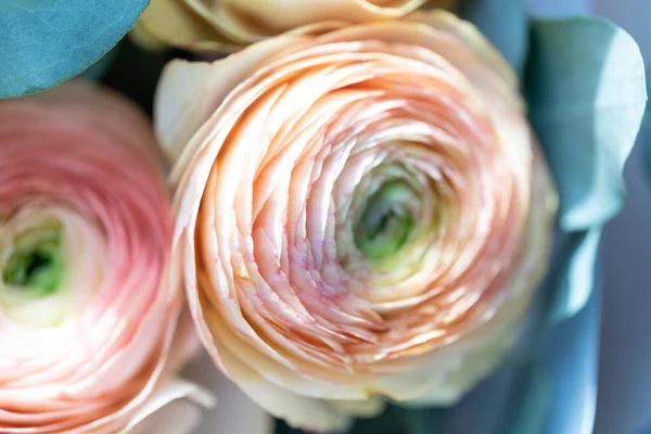 Delicate Pink Beige Ranunculus Paper Packaging Close Selective Focus Low — Stock Photo, Image