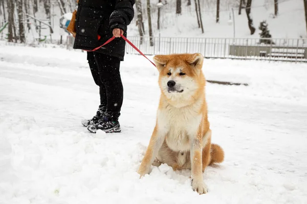 Perro Japonés Akita Inu Paseo Día Nevado Triste Perro Espera —  Fotos de Stock