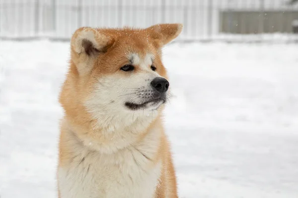 Japanska Hunden Akita Inu Promenad Snöig Dag Stort Porträtt Snöig — Stockfoto