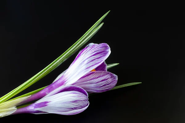 Sympathy Card Crocus Flowers Black Background — Stock Photo, Image