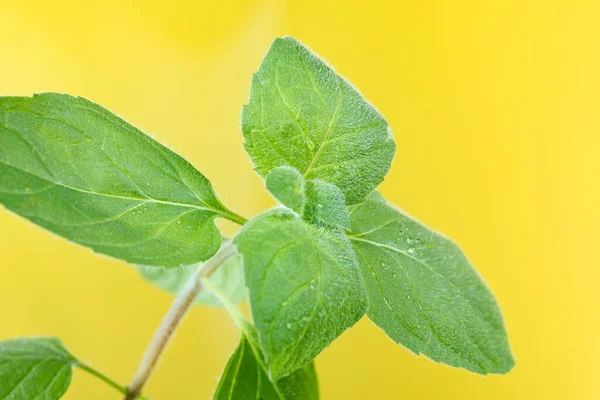 Close Mint Leaves Yellow Background Process Growing Spices Home Herbs — Stock Photo, Image