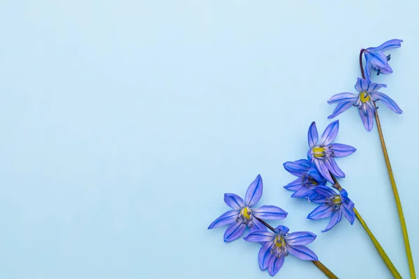 Delicadas Hermosas Flores Scilla Siberica Sobre Fondo Papel Azul Para — Foto de Stock