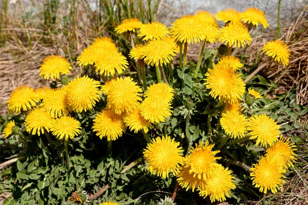 Frühlingslöwenzahnblüten Als Hintergrund Viele Leuchtend Gelbe Saisonale Blumen Für Die — Stockfoto