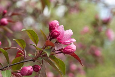 Yaban elması ağaçları çiçek açıyor. Çiçek açan pembe elma dalları ya da yakın plan sakura. Seçici odaklanma. Makro
