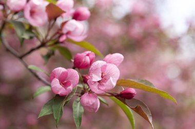 Vahşi elma ağacının açtığı bir dal. Bir takvim, kitap ya da kartpostal tasarımı için resim. Kapatın. Seçici odak.