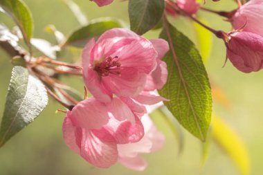 Çiçek açan pembe elma dalları ya da yakın plan sakura. Seçici odaklanma. Makro