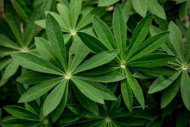 Lupinaların sulu yaprakları. Güzel, yeşil desenli bitki yaprakları, yoğun bir şekilde büyüyen, güzel bir doğal doku arkaplanı oluşturan. Yukarıdan görüntüle