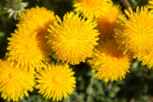 Frühlingslöwenzahnblüten Als Hintergrund Leuchtend Gelbe Saisonale Blumen Zur Dekoration Von — Stockfoto
