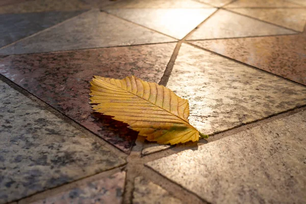 落日时 秋天的叶子落在装饰光滑的瓷砖上 天然花岗岩三角形瓷砖反射阳光 复制空间 — 图库照片